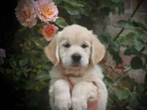 Gemima of the Hellacious Acres „Toffee“
