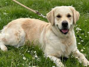 Gemima of the Hellacious Acres „Toffee“
