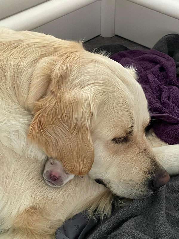 A-Wurf Golden Retriever Beyond the Pearly Gates A-Wurf