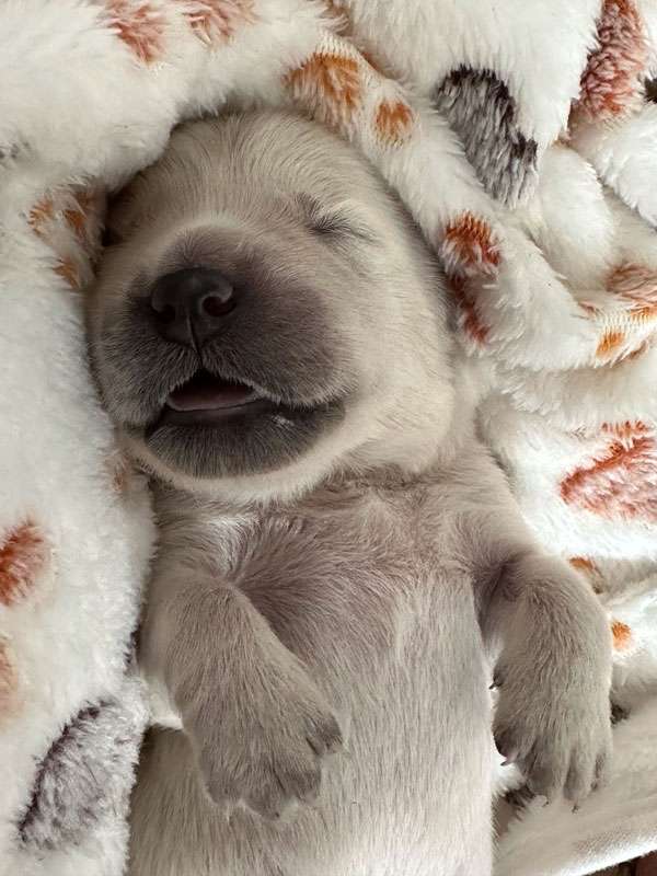 A-Wurf 1 Woche alt A-Wurf 1 Woche alt