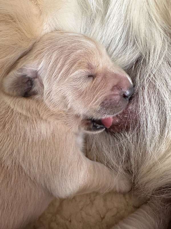 A-Wurf 1 Woche alt A-Wurf 1 Woche alt