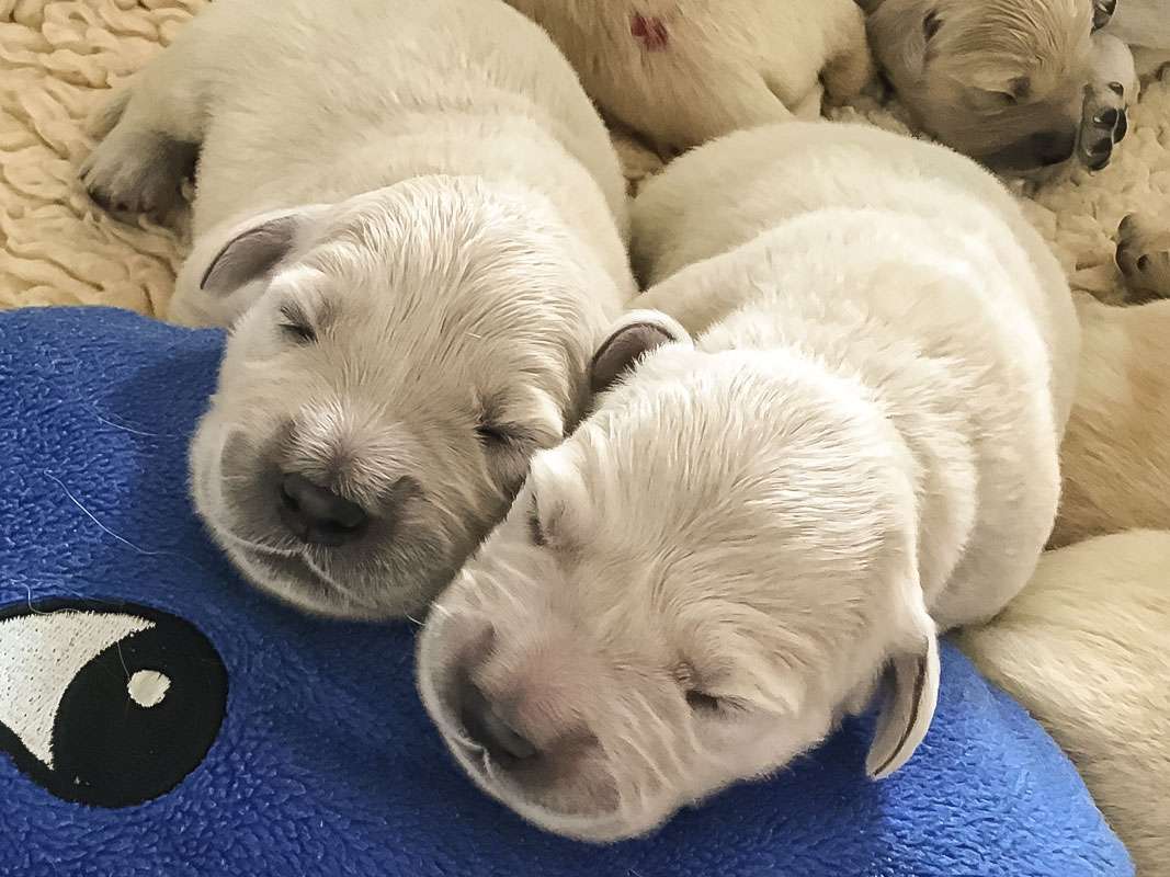 A-Wurf 2 Wochen alt A-Wurf 2 Wochen alt