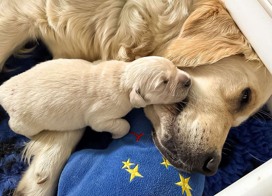 A-Wurf 2 Wochen alt A-Wurf 2 Wochen alt