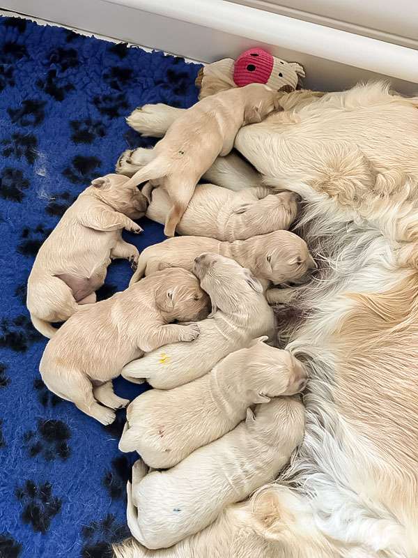 A-Wurf 2 Wochen alt A-Wurf 2 Wochen alt