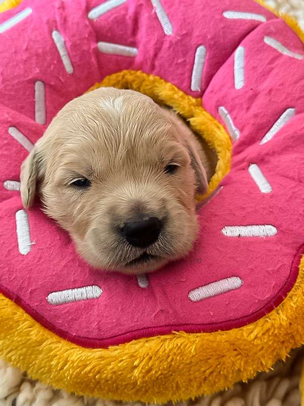 A-Wurf 2 Wochen alt A-Wurf 2 Wochen alt