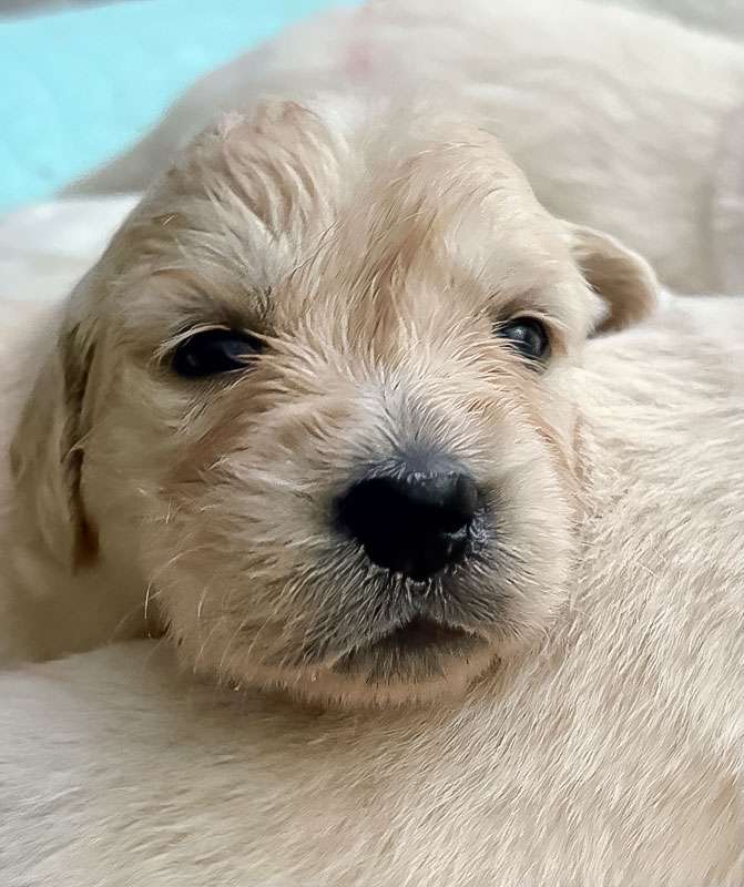 A-Wurf 3 Wochen alt Beyond the Pearly Gates A-Wurf 3 Wochen alt