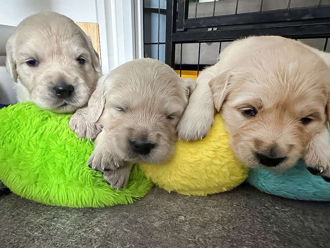 A-Wurf 3 Wochen alt Beyond the Pearly Gates A-Wurf 3 Wochen alt