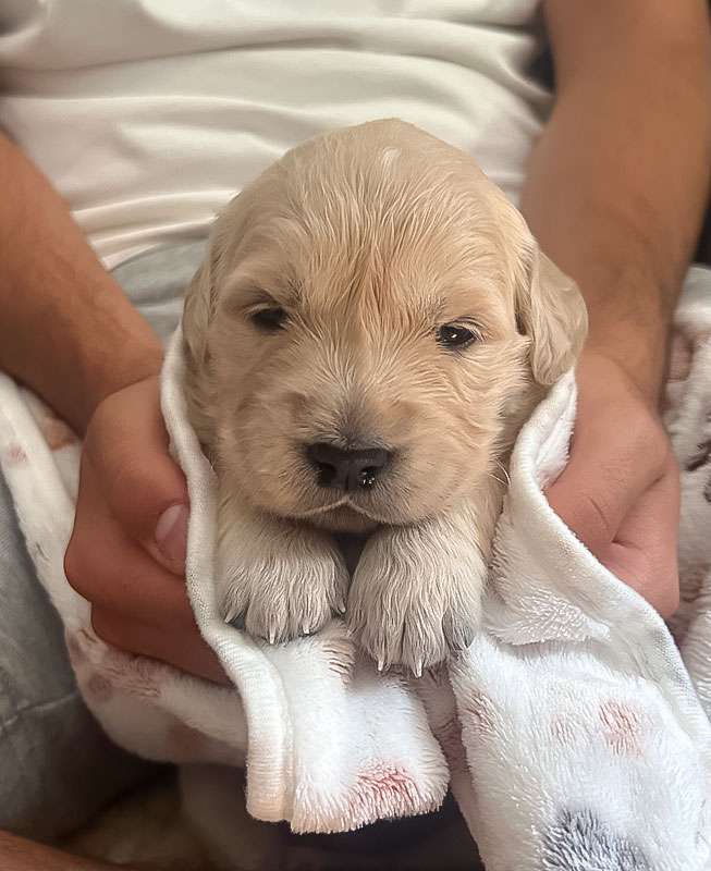 A-Wurf 3 Wochen alt Beyond the Pearly Gates A-Wurf 3 Wochen alt