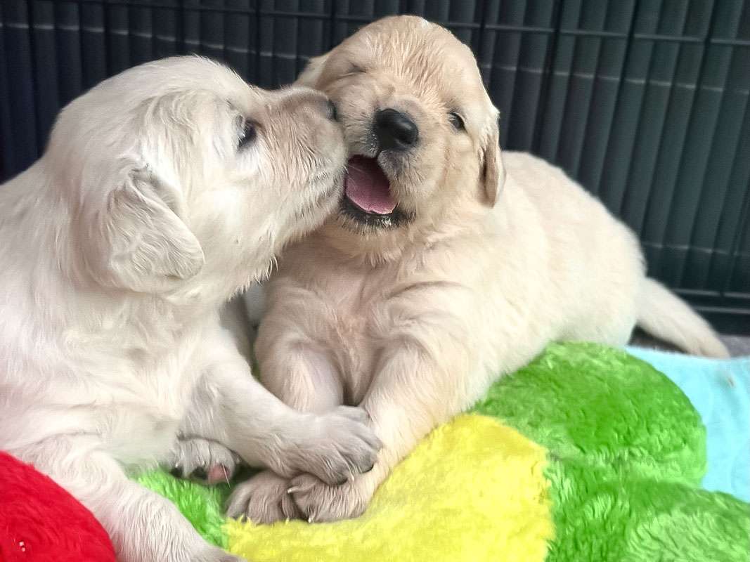 A-Wurf 3 Wochen alt Beyond the Pearly Gates A-Wurf 3 Wochen alt