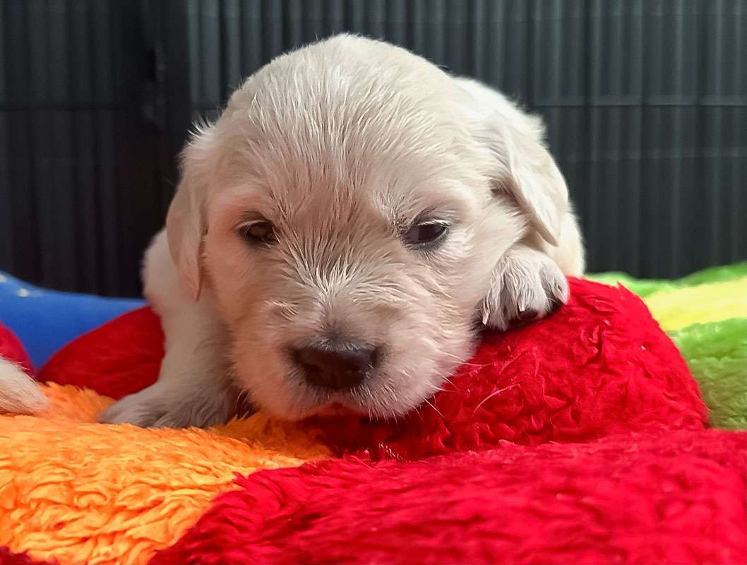 A-Wurf 3 Wochen alt Beyond the Pearly Gates A-Wurf 3 Wochen alt