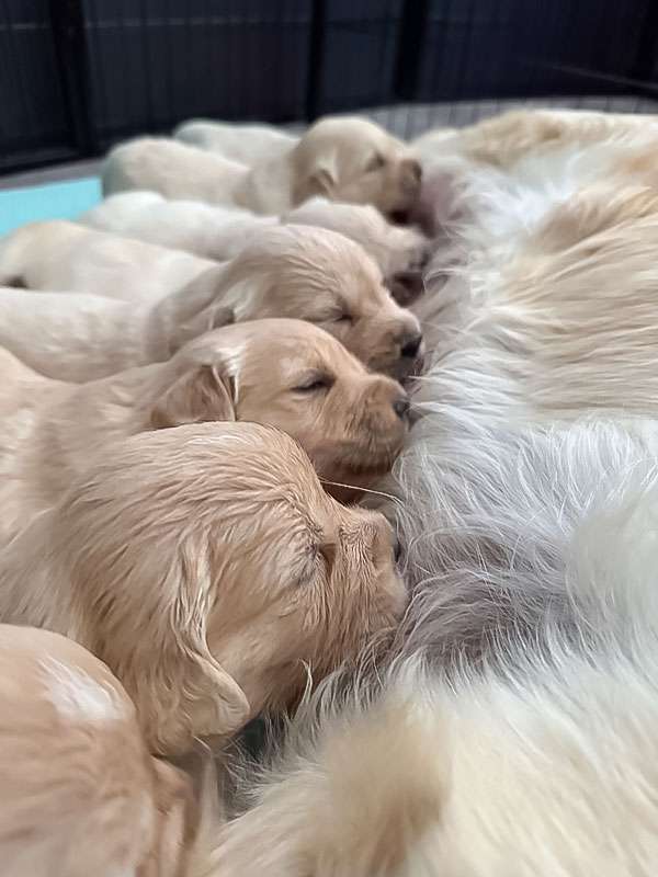 A-Wurf 3 Wochen alt Beyond the Pearly Gates A-Wurf 3 Wochen alt