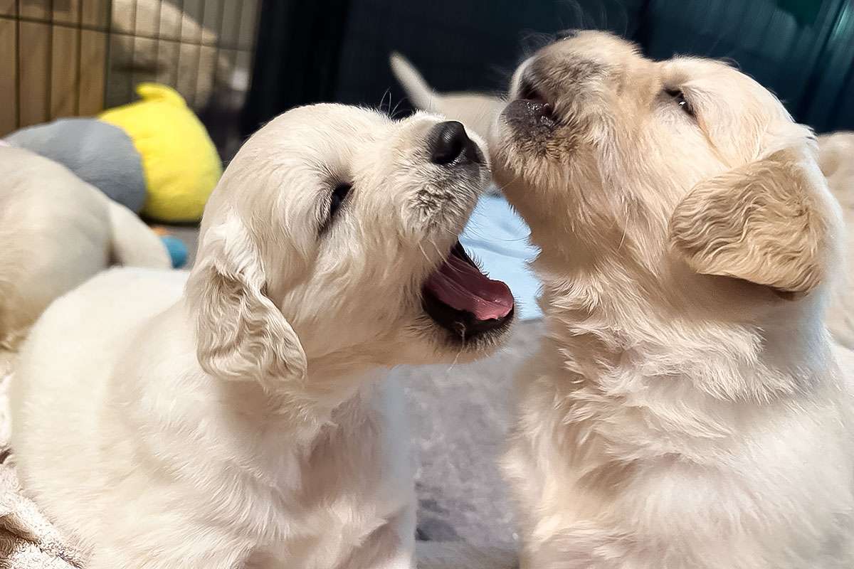 A-Wurf-030 A-Wurf Galerie