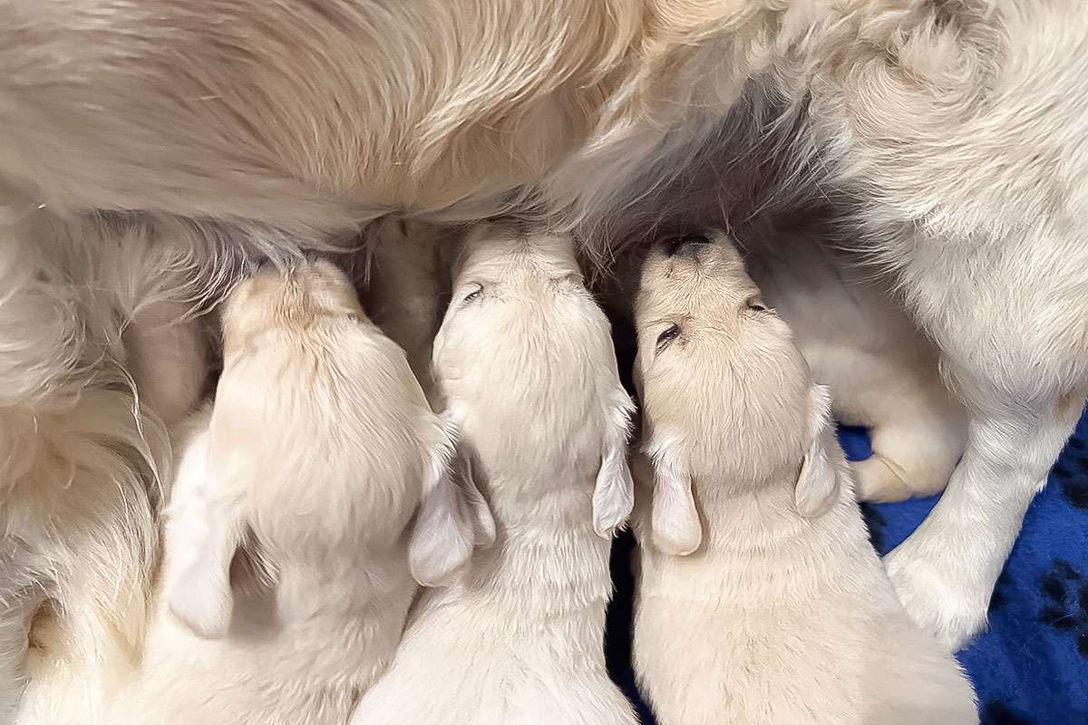 A-Wurf-031 A-Wurf Galerie