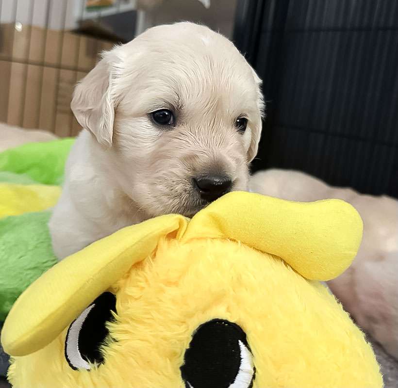 A-Wurf-033 A-Wurf Galerie