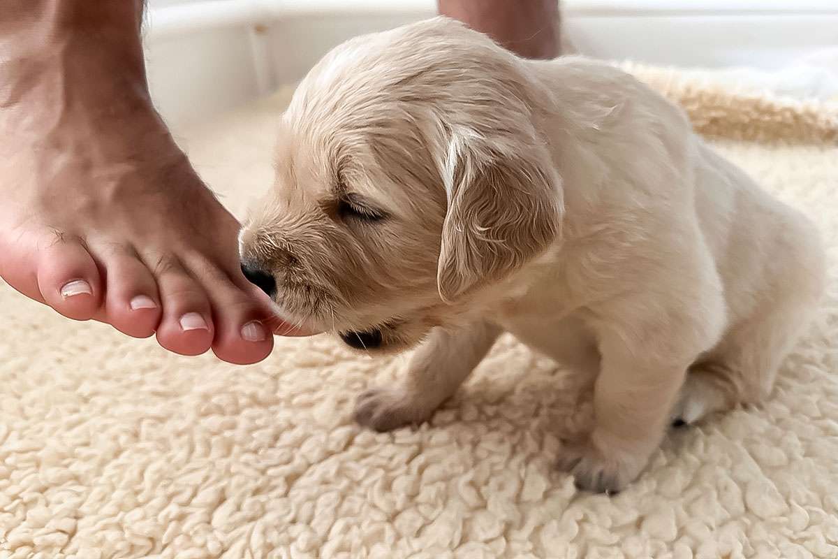 A-Wurf-035 A-Wurf Galerie