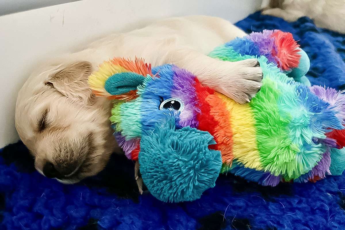 A-Wurf-036 A-Wurf Galerie