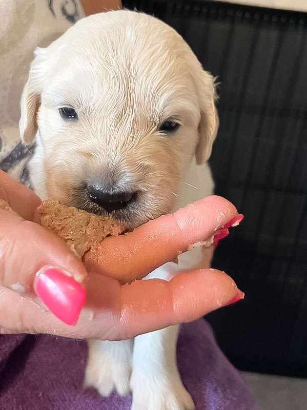 A-Wurf-037 A-Wurf Galerie