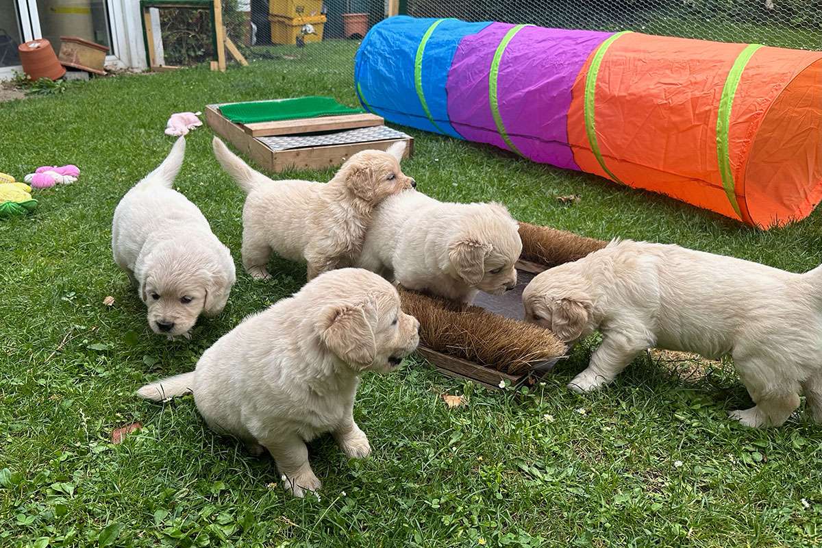 A-Wurf-038 A-Wurf Galerie