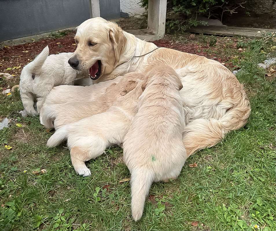 A-Wurf-041 A-Wurf Galerie