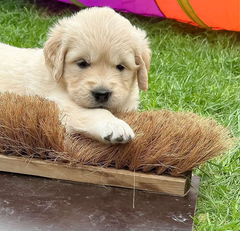 A-Wurf-042 A-Wurf Galerie