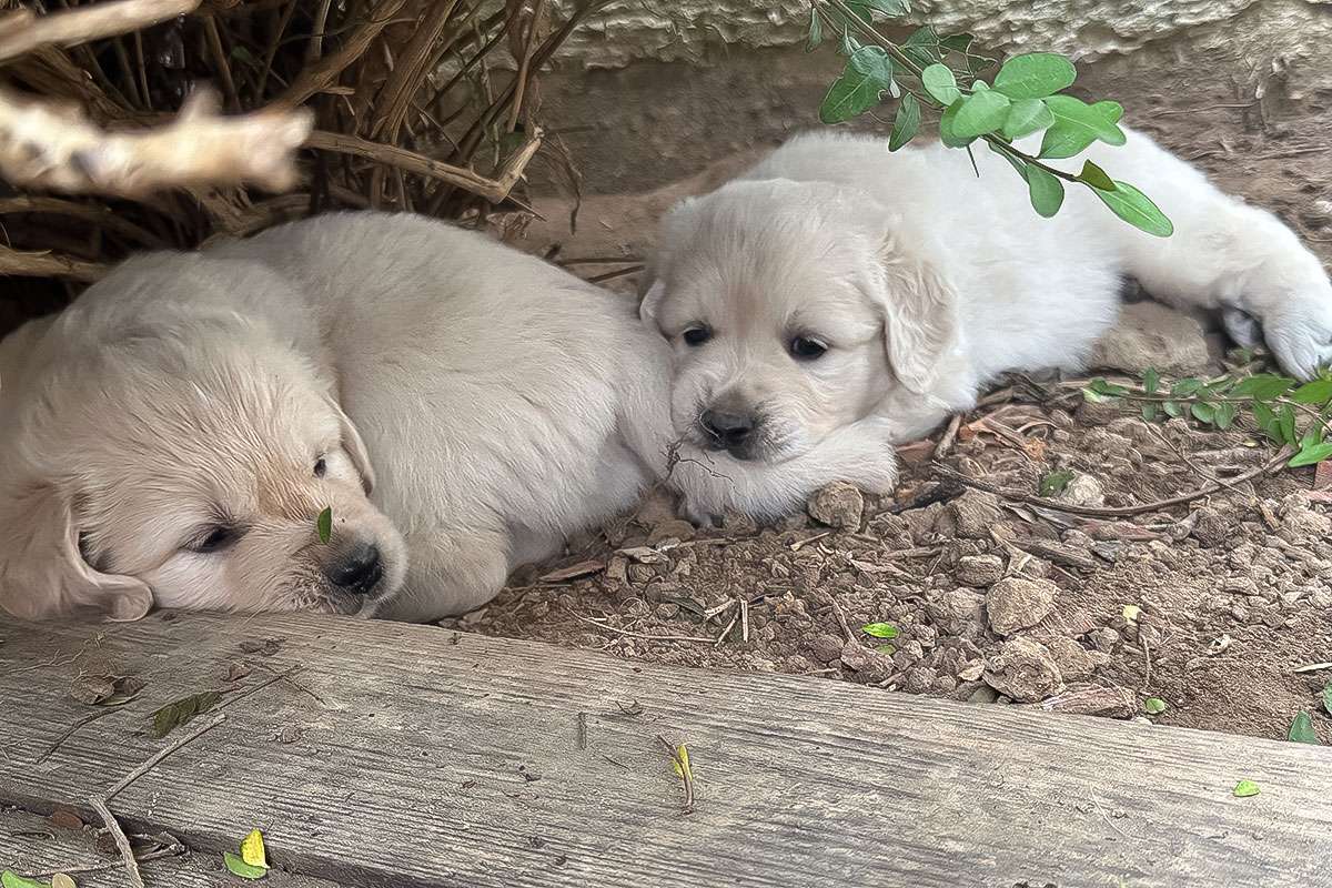 A-Wurf-045 A-Wurf Galerie