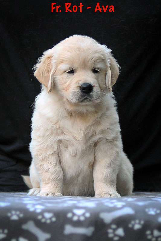 Frau Rot *Ava* Frau Rot *Ava*