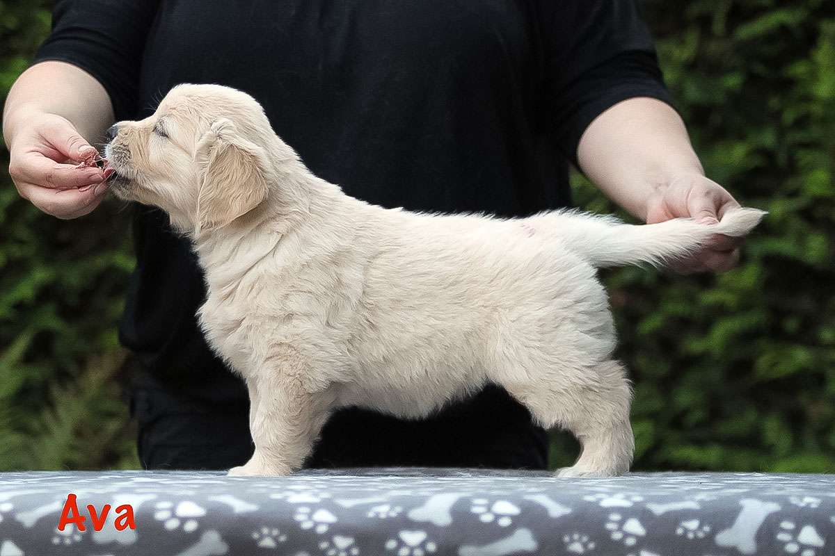 Frau Rot *Ava* Frau Rot *Ava*