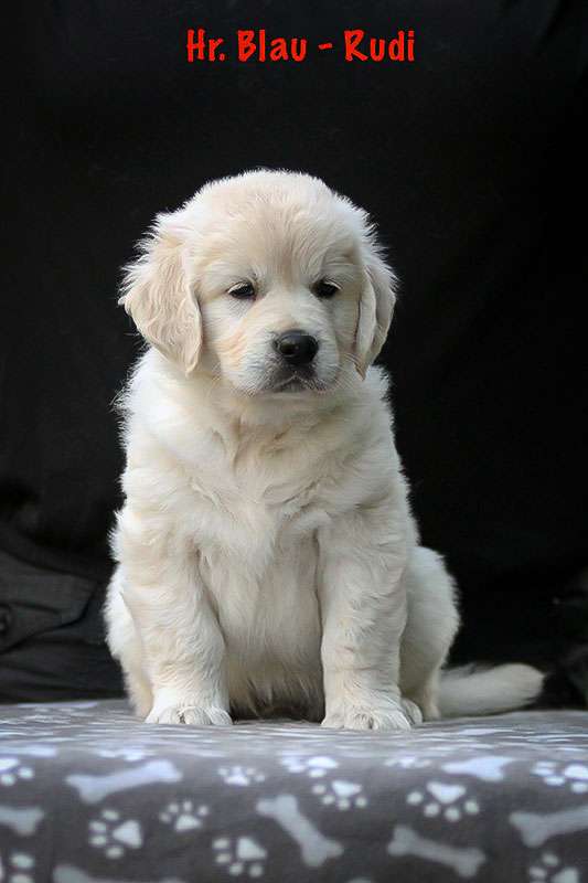 Herr Blau *Rudi* Herr Blau *Rudi*