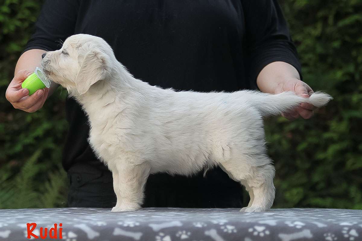 Herr Blau *Rudi* Herr Blau *Rudi*