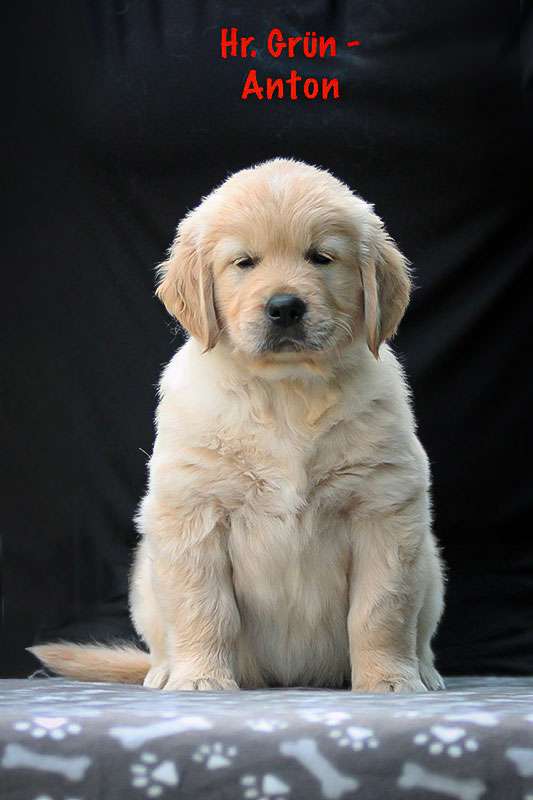 Herr Grün *Anton* Herr Grün *Anton*