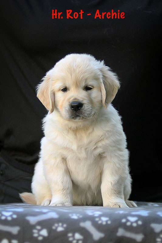 Herr Rot *Archie* Herr Rot *Archie*