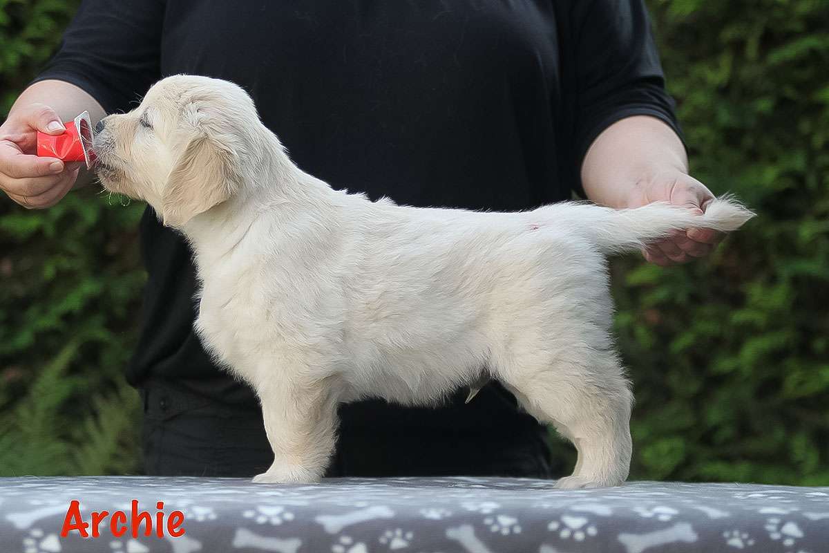 Herr Rot *Archie* Herr Rot *Archie*